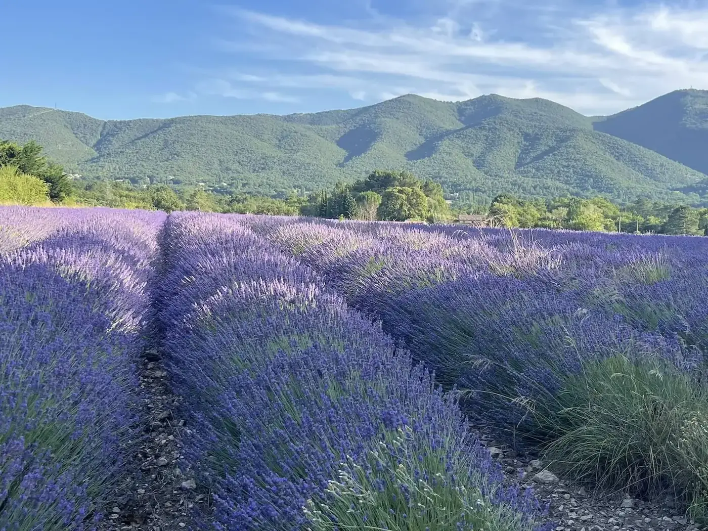 Les champs de lavandes — Drôme Provençale